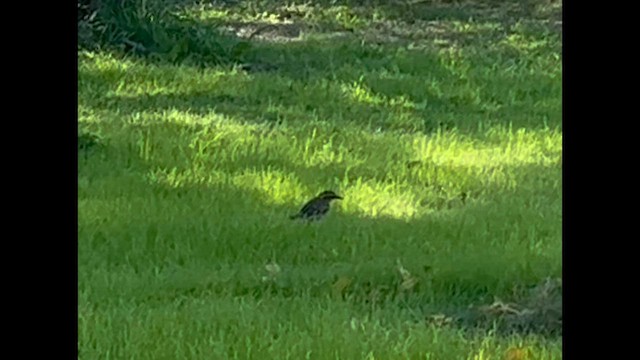 Varied Thrush - ML644472046