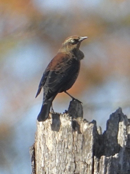 Rusty Blackbird - ML644472048