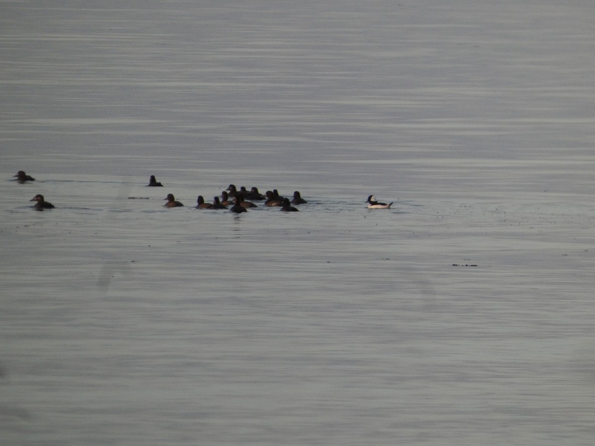 Bufflehead - ML644472049