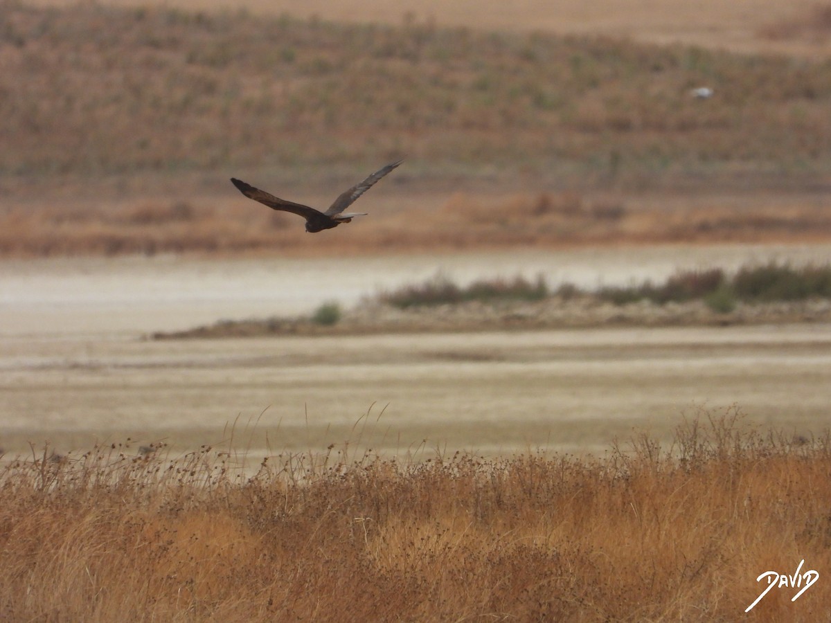 Western Marsh Harrier - ML644472052