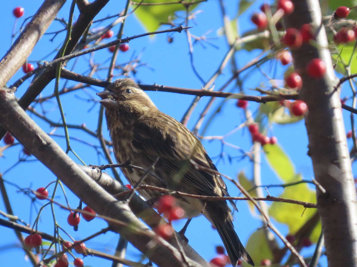 purpurfink - ML644472053