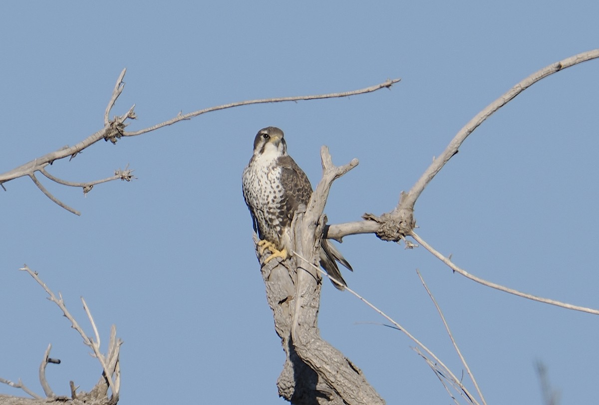 Prairie Falcon - ML644472061