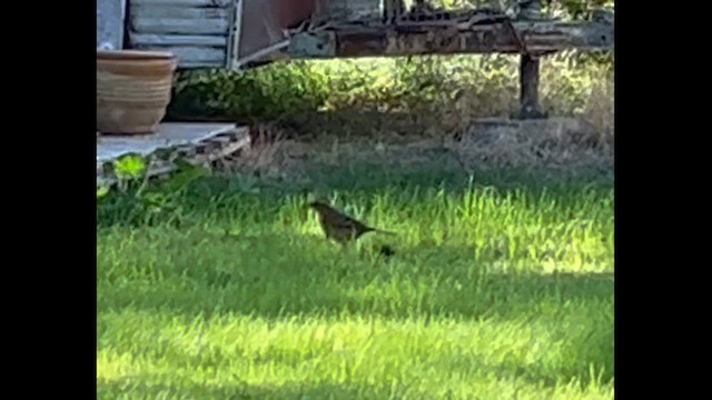 Varied Thrush - ML644472065