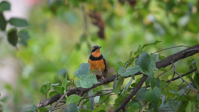 Grive à collier - ML644472066