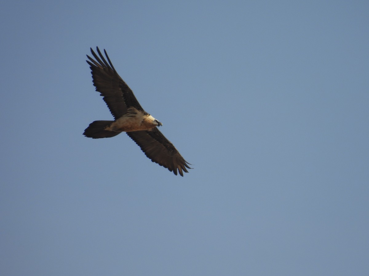 orlosup bradatý - ML644472068