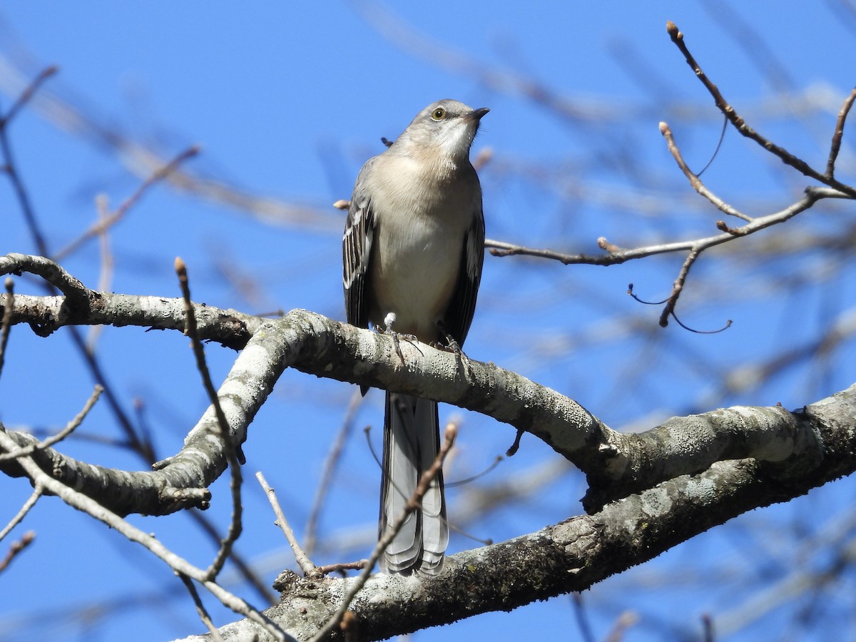 Northern Mockingbird - ML644472070