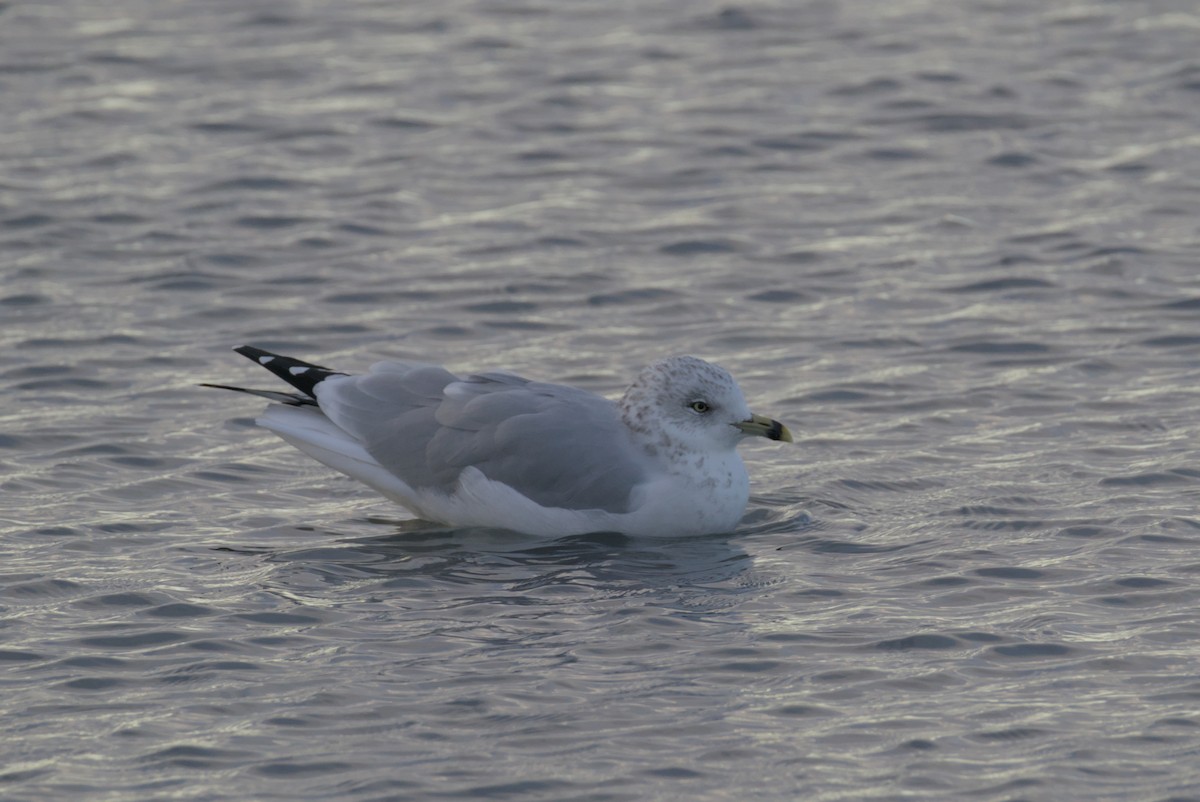 Ring-billed Gull - ML644472073