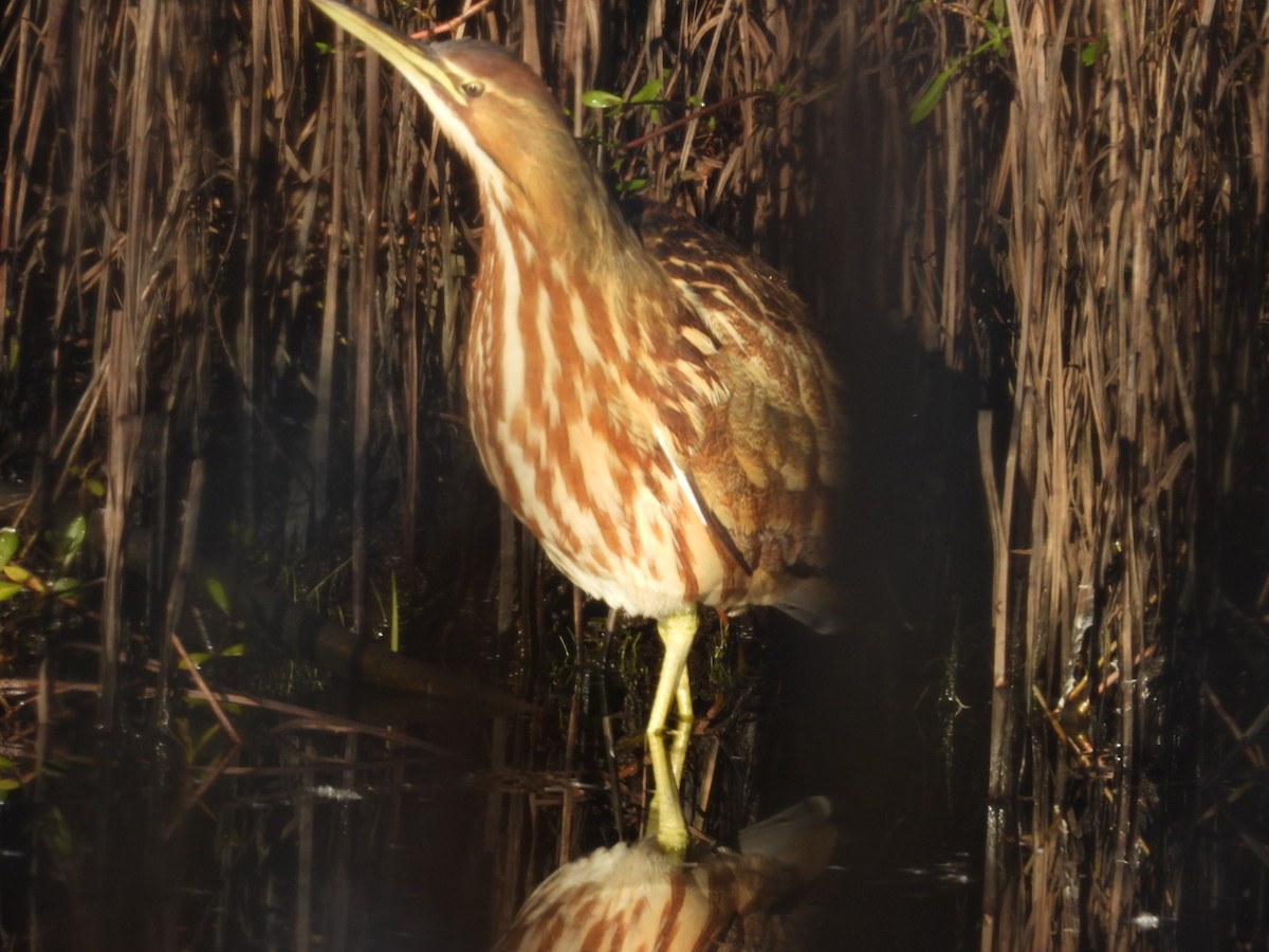 American Bittern - ML644472074