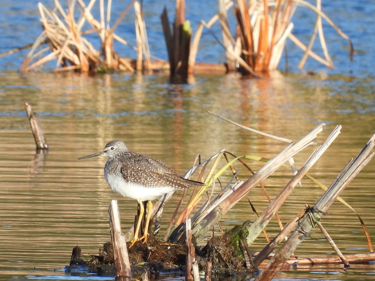 オオキアシシギ - ML644472086