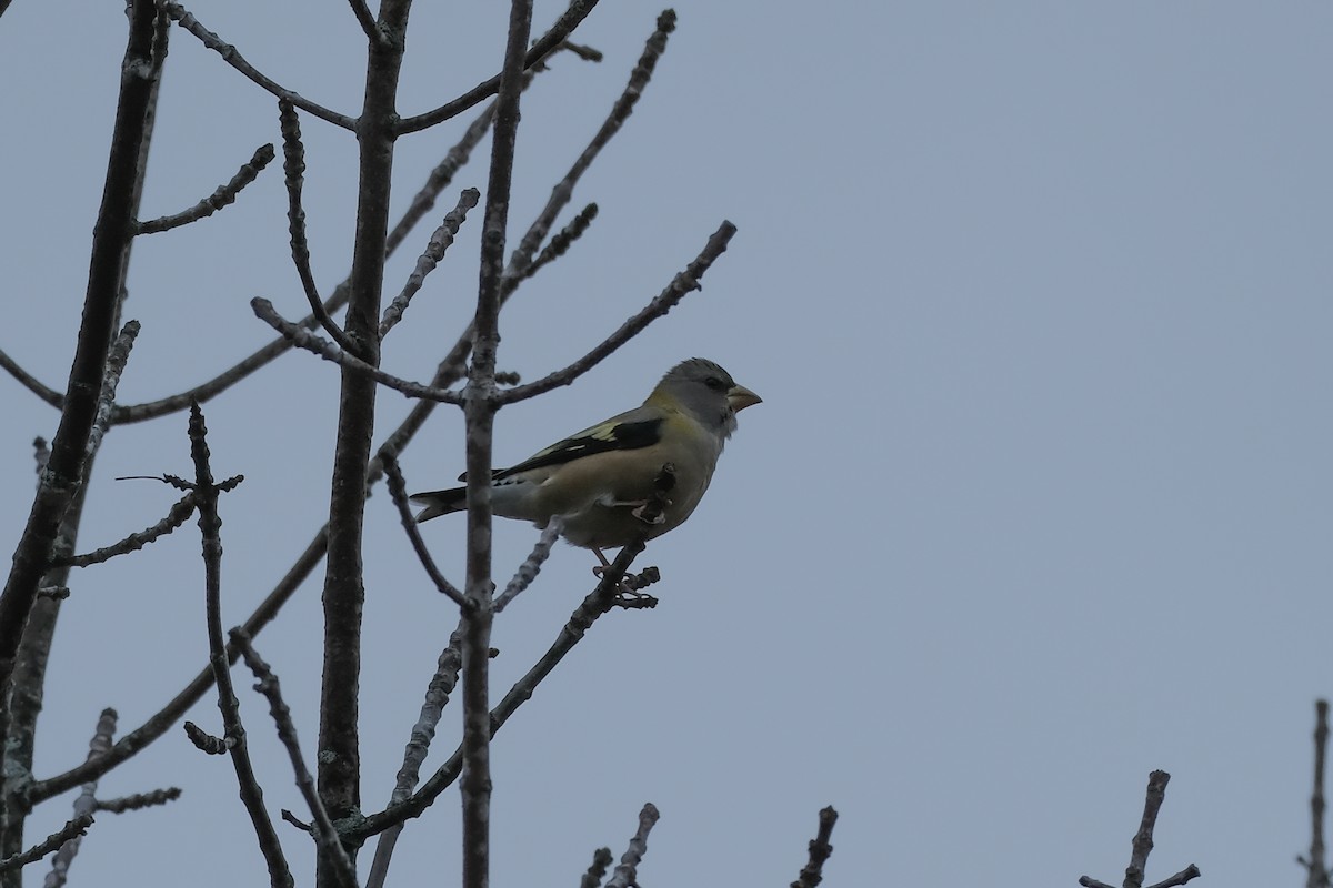 キビタイシメ - ML644472094