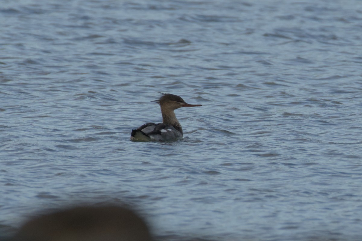 Red-breasted Merganser - ML644472100