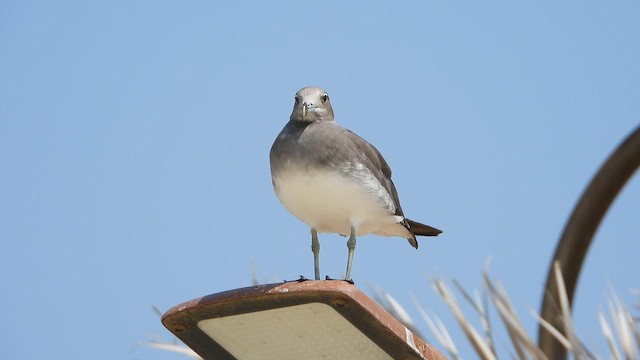 Goéland de Hemprich - ML644472106