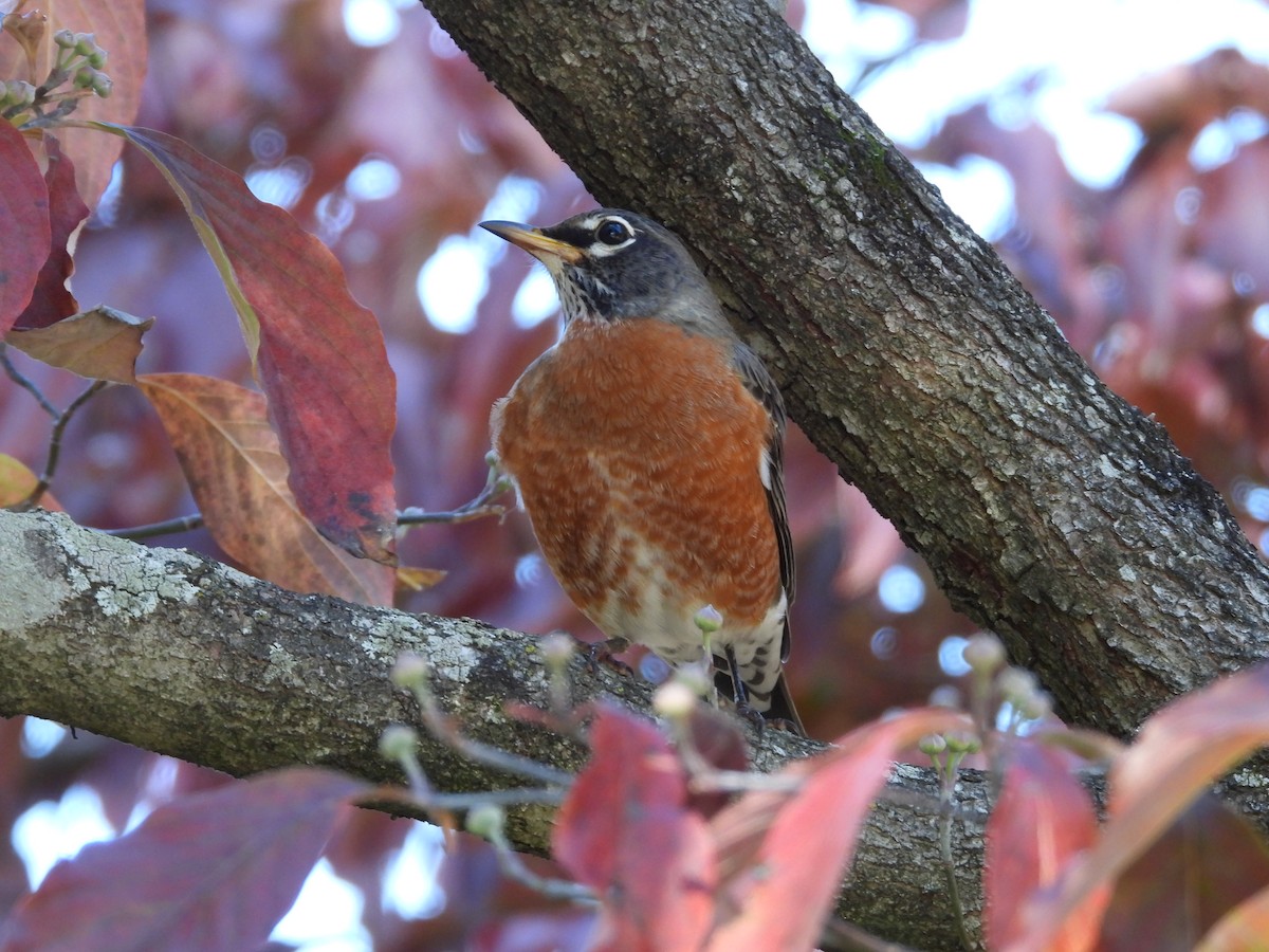 American Robin - ML644472108