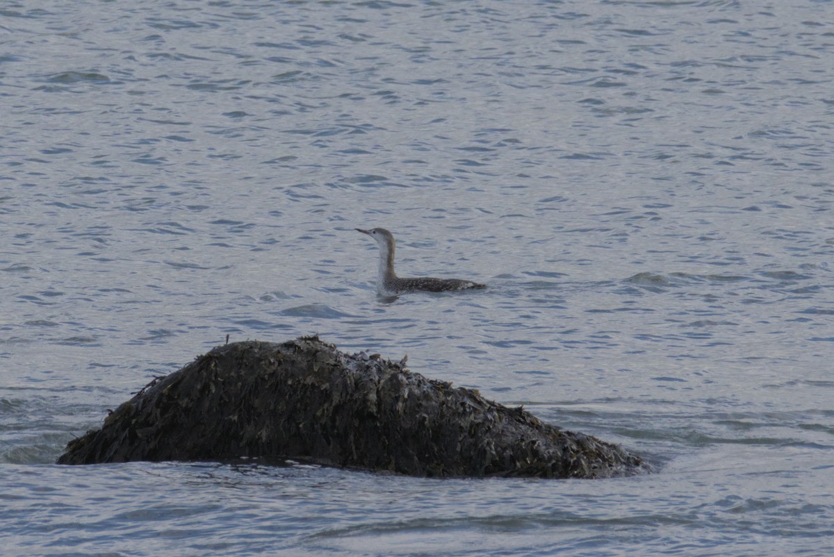 צוללן אדום-גרון - ML644472112