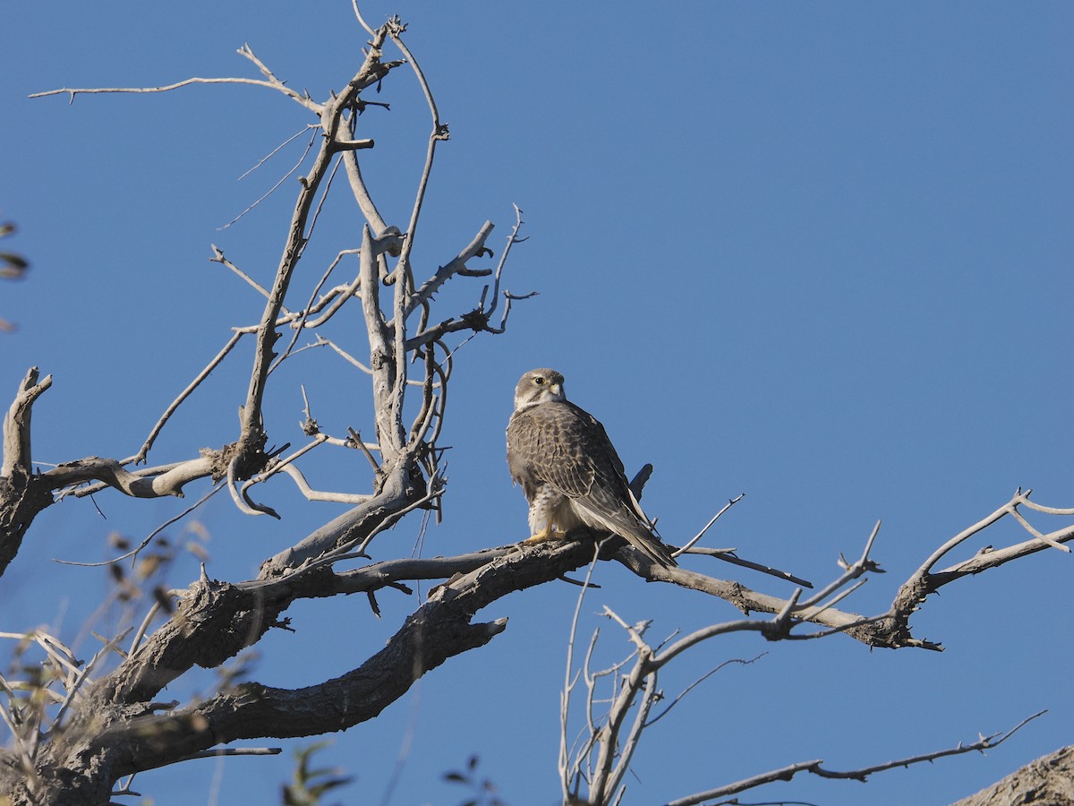 Prairie Falcon - ML644472120
