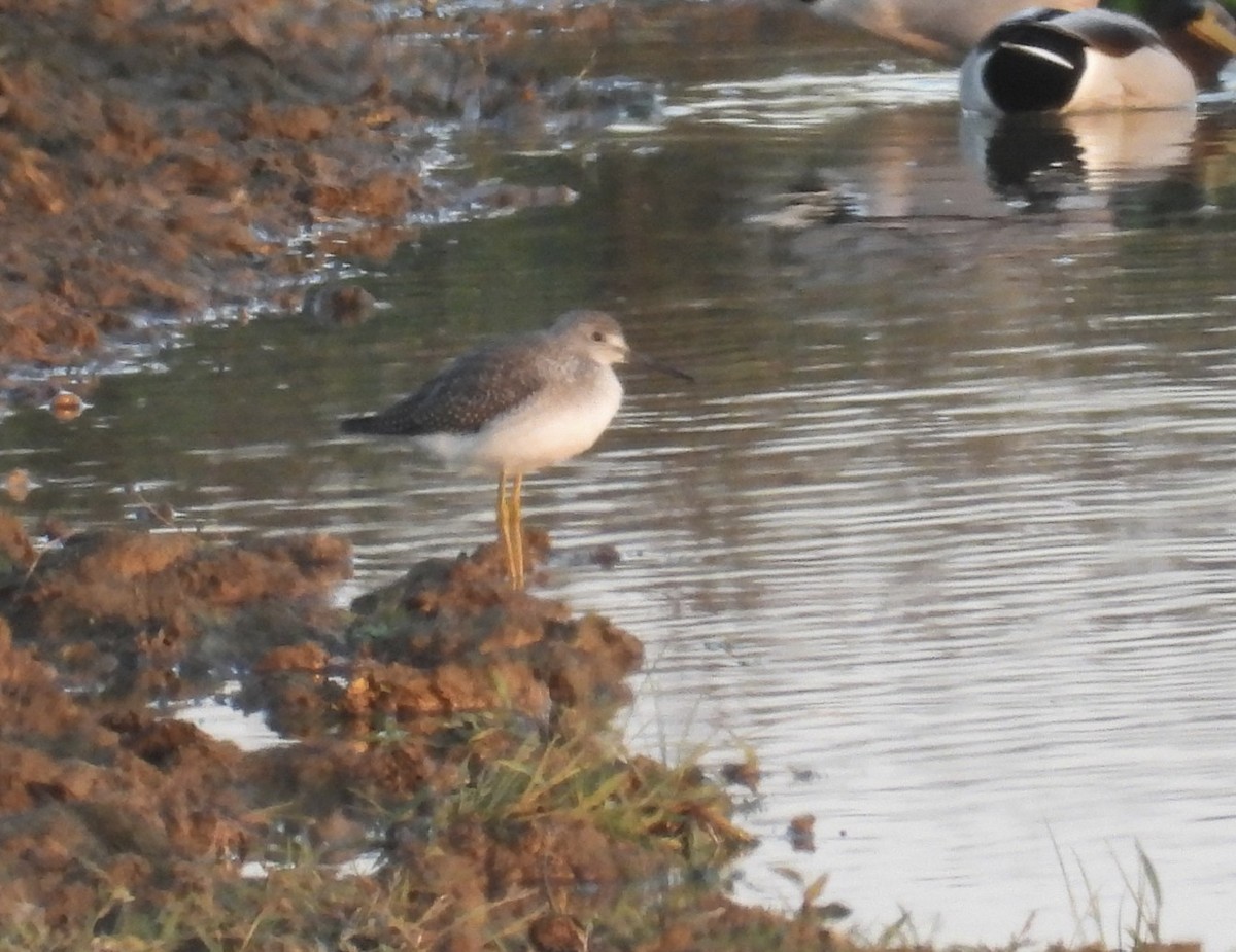 Коловодник жовтоногий/строкатий - ML644472121
