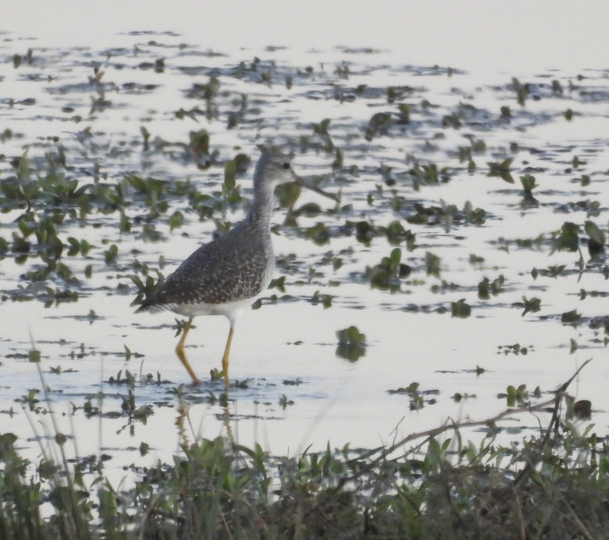 Коловодник жовтоногий/строкатий - ML644472122