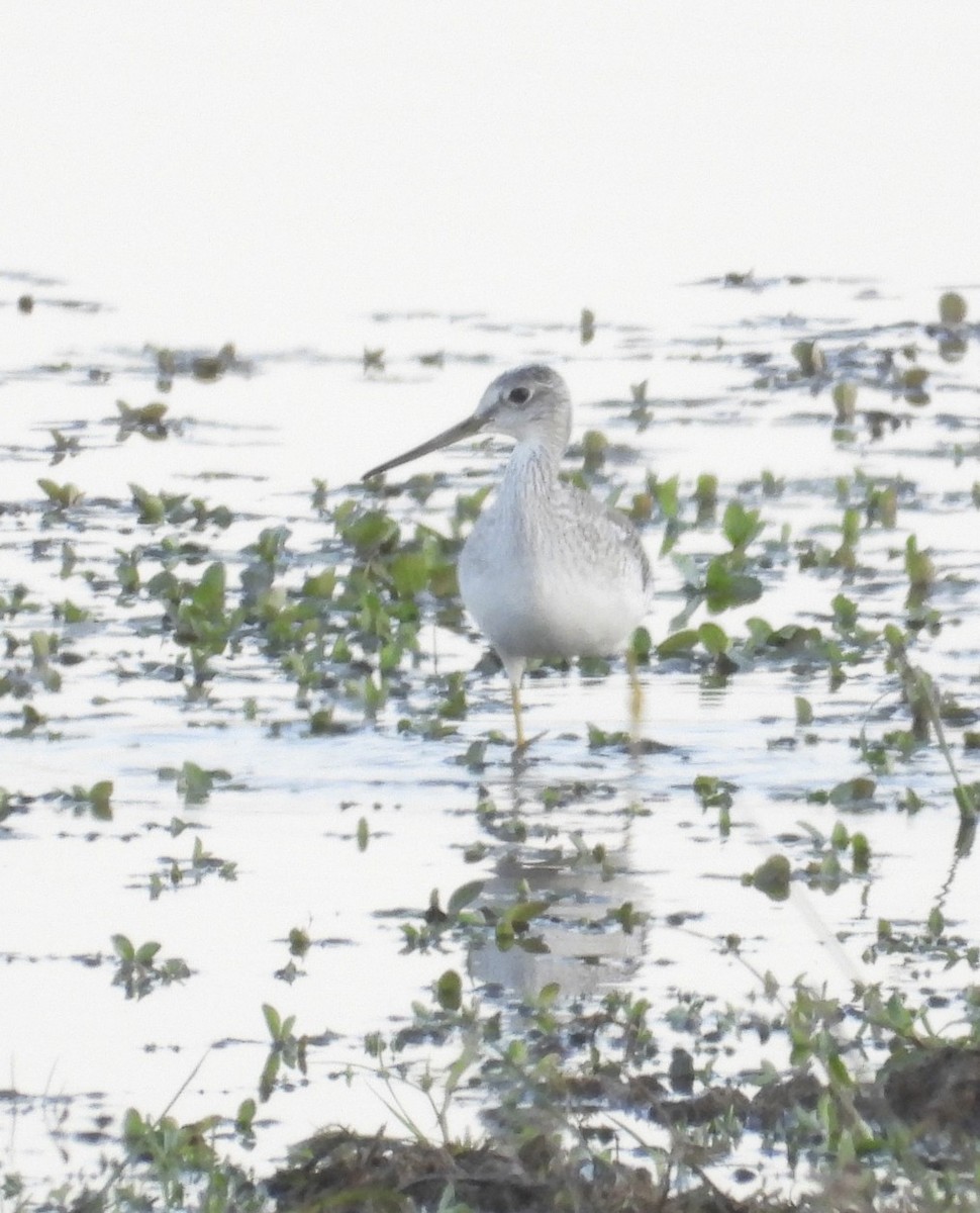 Коловодник жовтоногий/строкатий - ML644472123