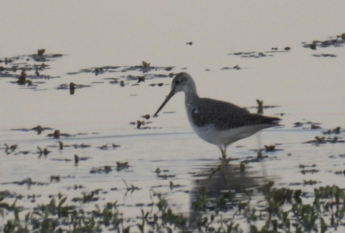 Коловодник жовтоногий/строкатий - ML644472124