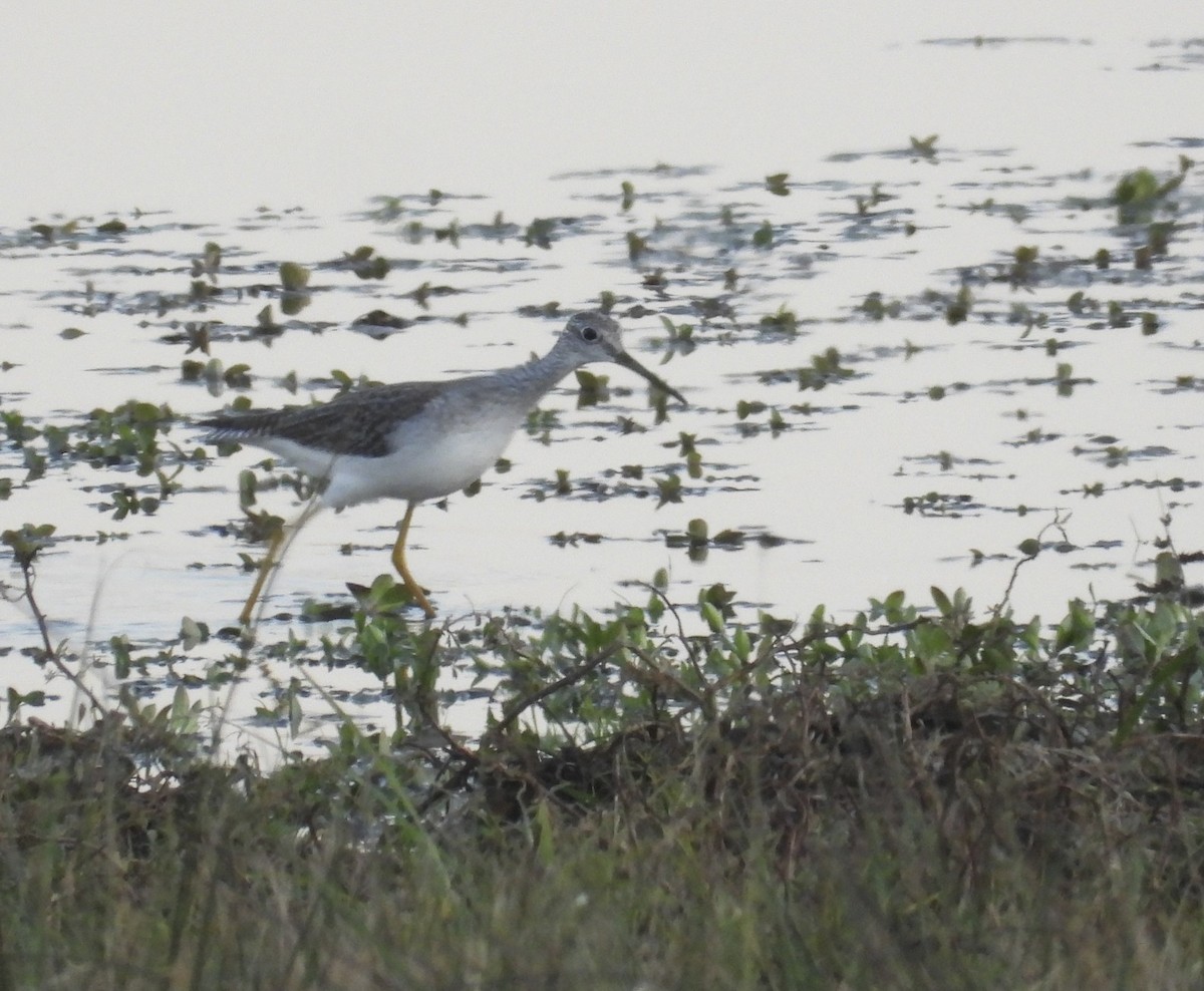 Коловодник жовтоногий/строкатий - ML644472125