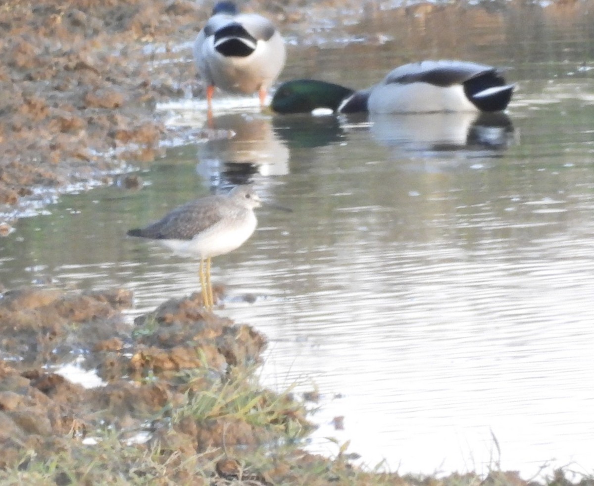 Коловодник жовтоногий/строкатий - ML644472126