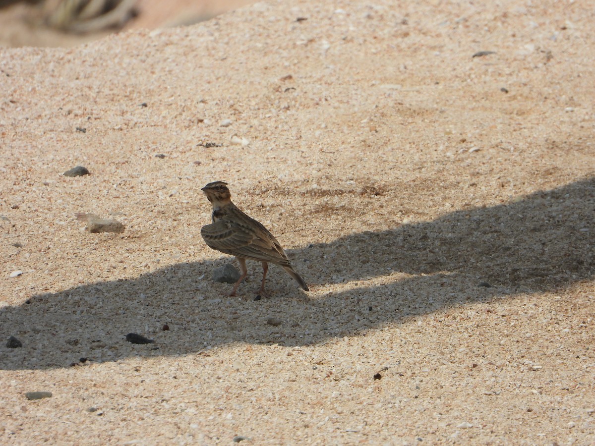 עפרוני מצויץ - ML644472130