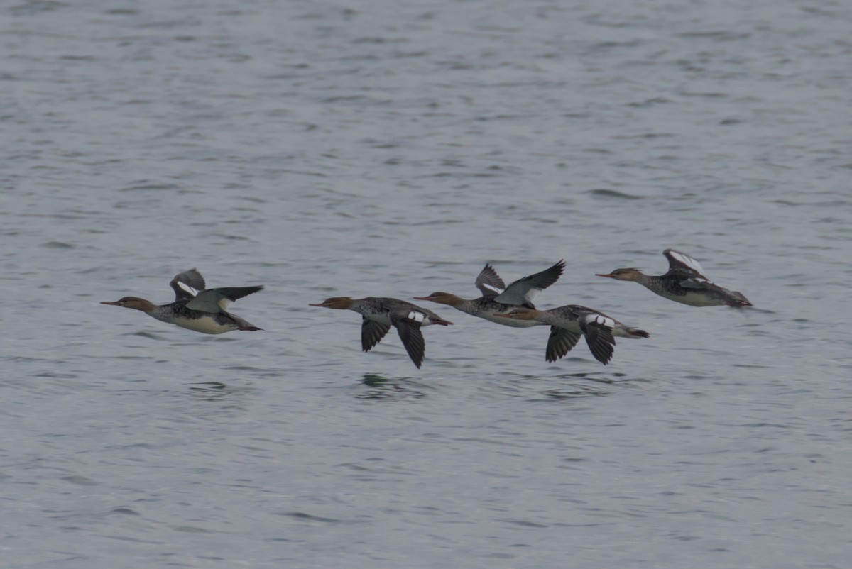Red-breasted Merganser - ML644472132