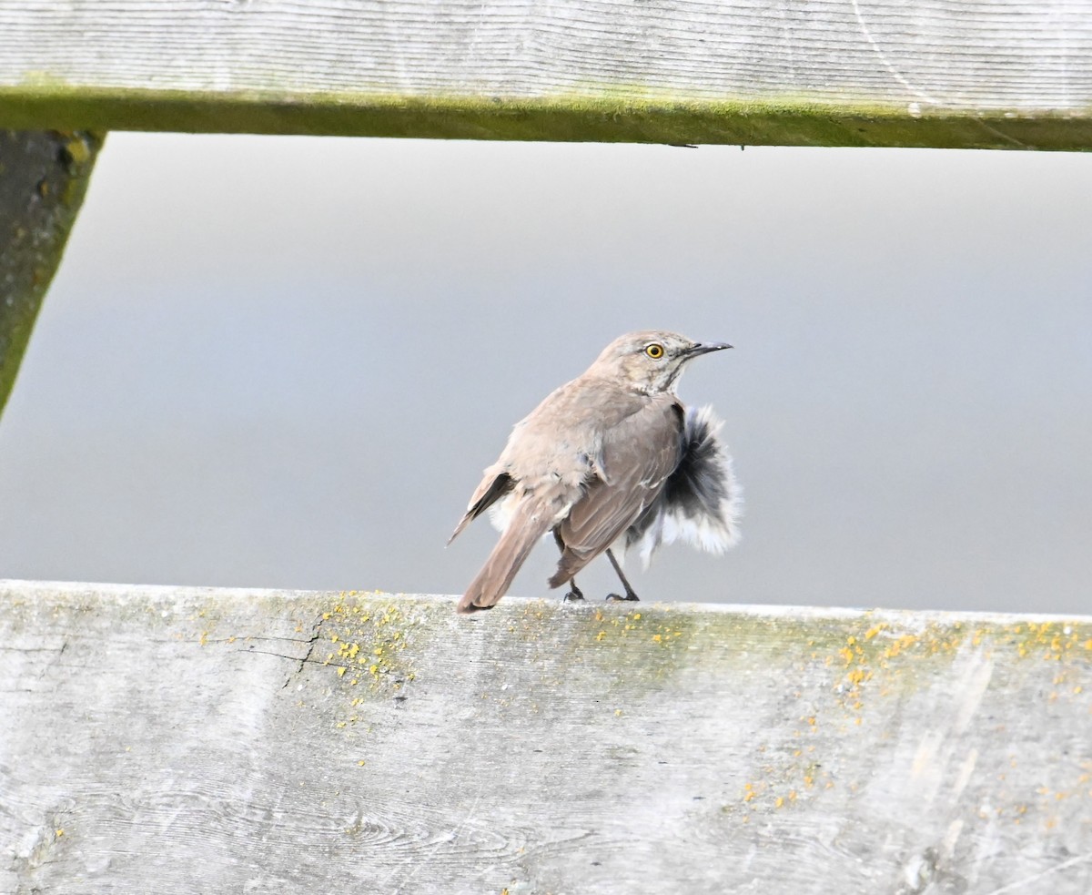 Sage Thrasher - ML644472134