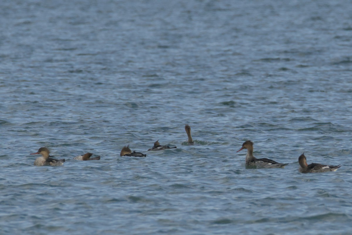 Red-breasted Merganser - ML644472135