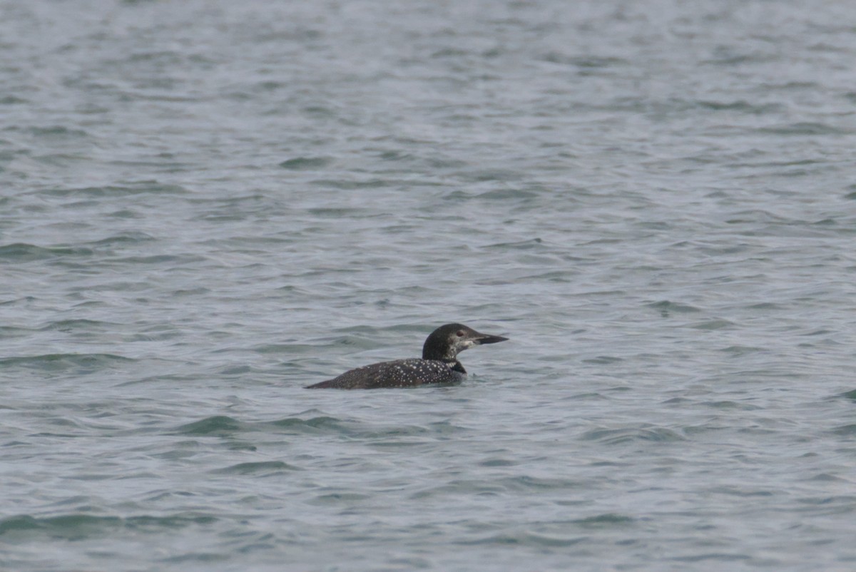 Common Loon - ML644472145