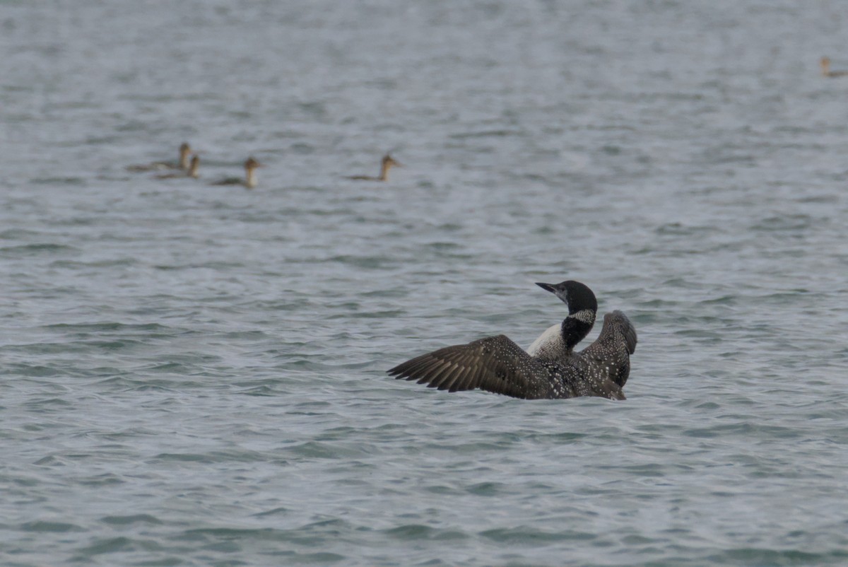 Common Loon - ML644472146