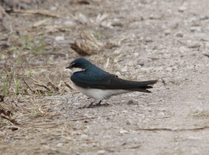 Weißbürzelschwalbe - ML644472148