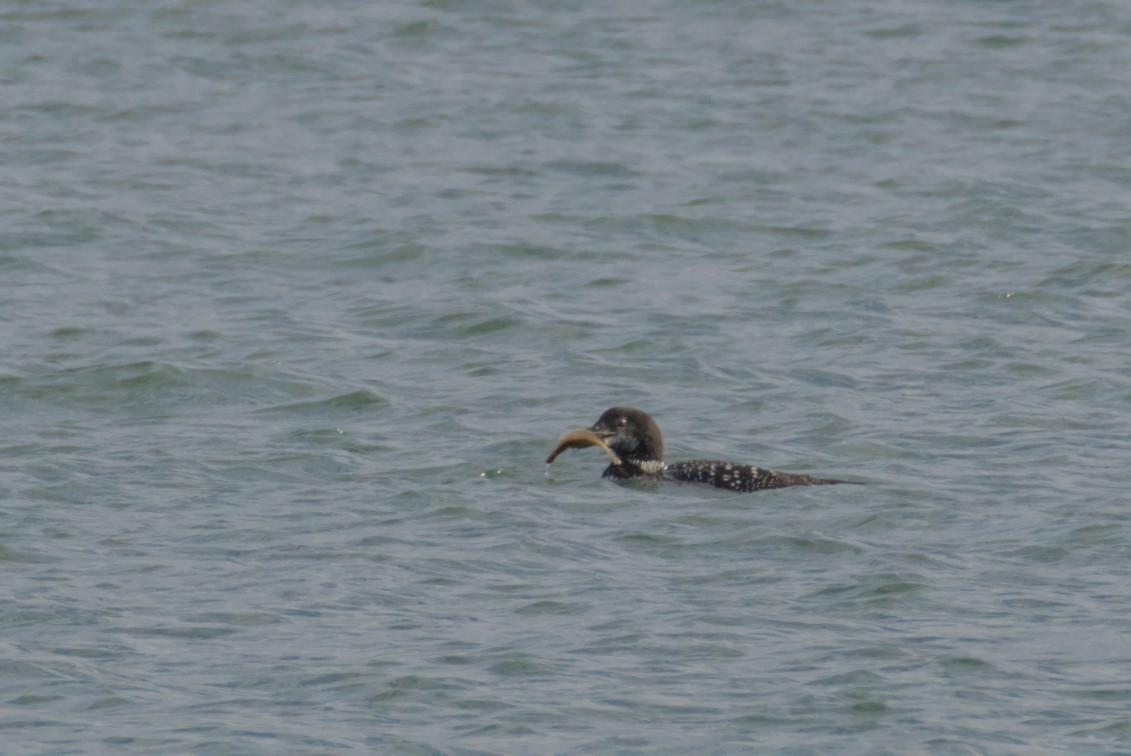 Common Loon - ML644472158
