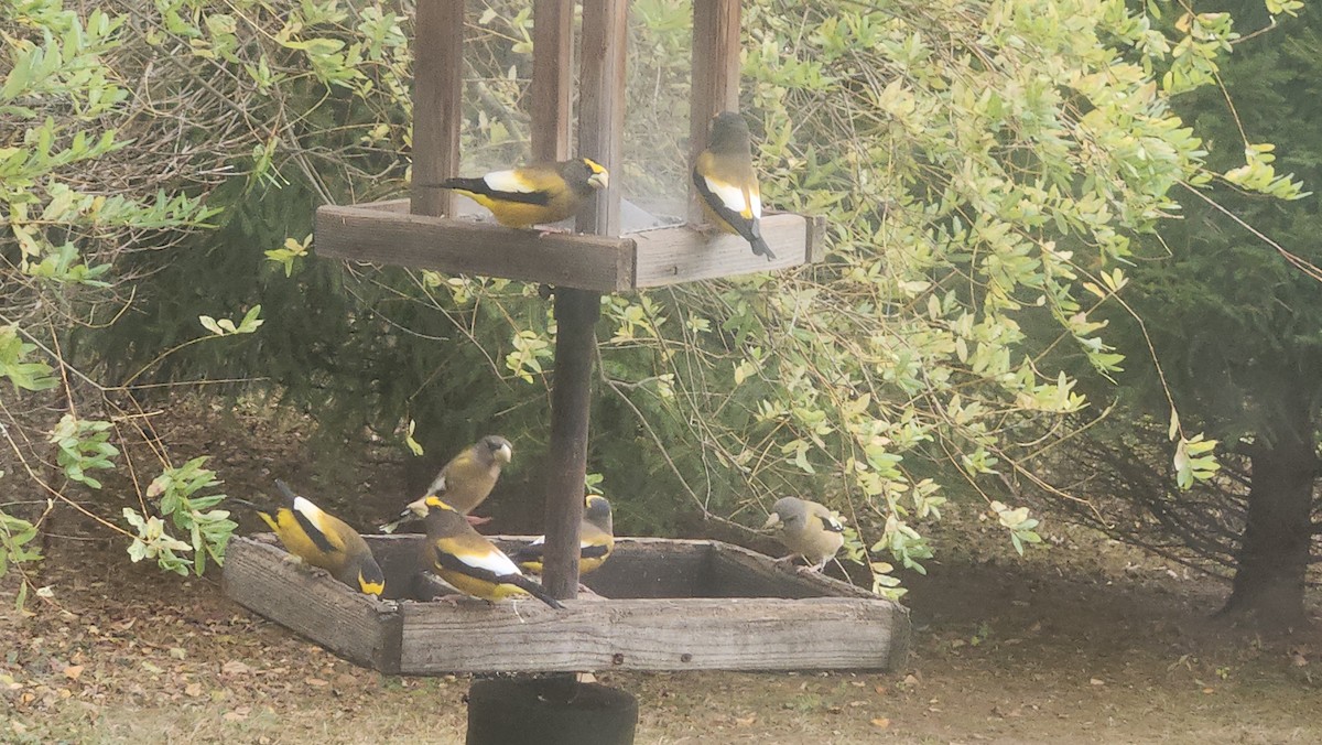 キビタイシメ - ML644472162