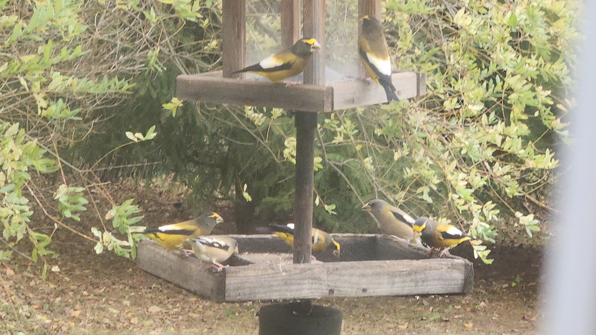 キビタイシメ - ML644472163