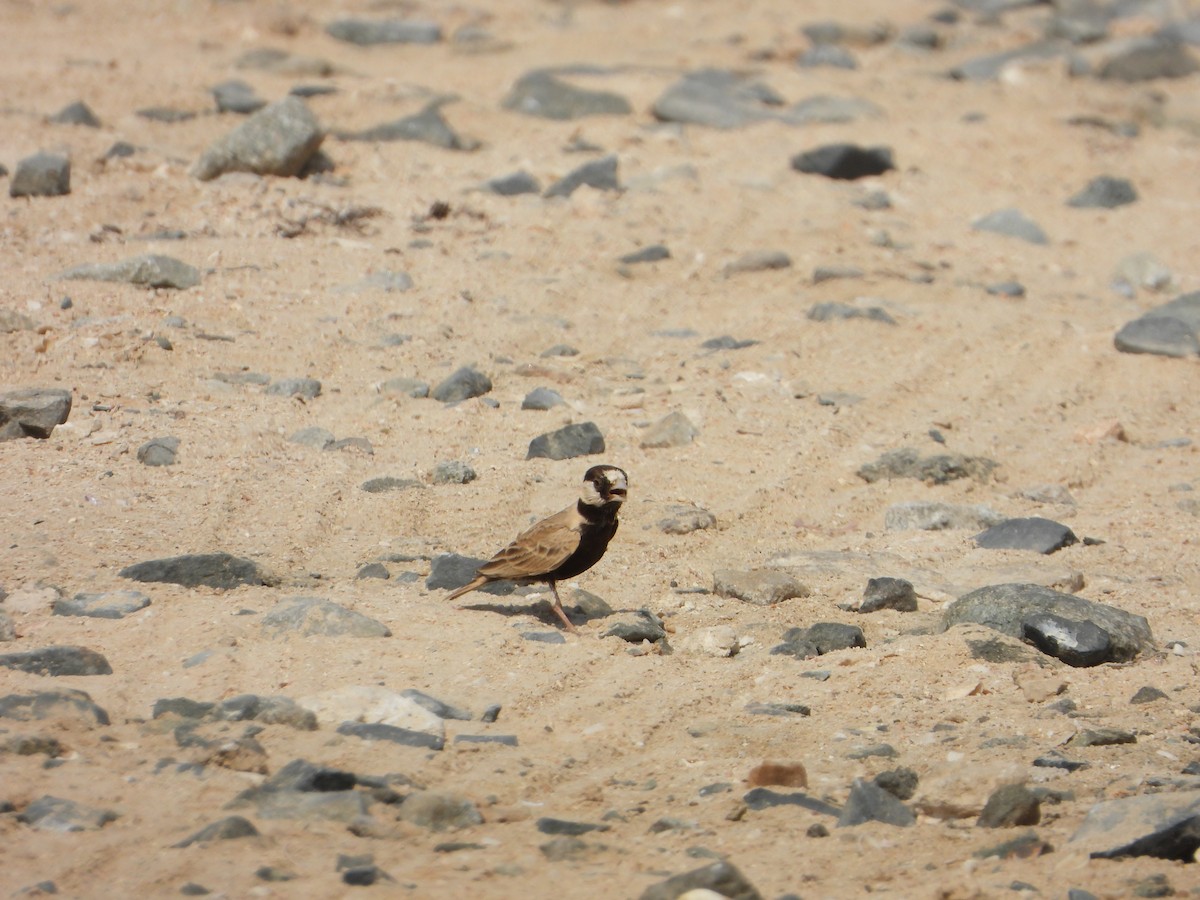 Black-crowned Sparrow-Lark - ML644472167