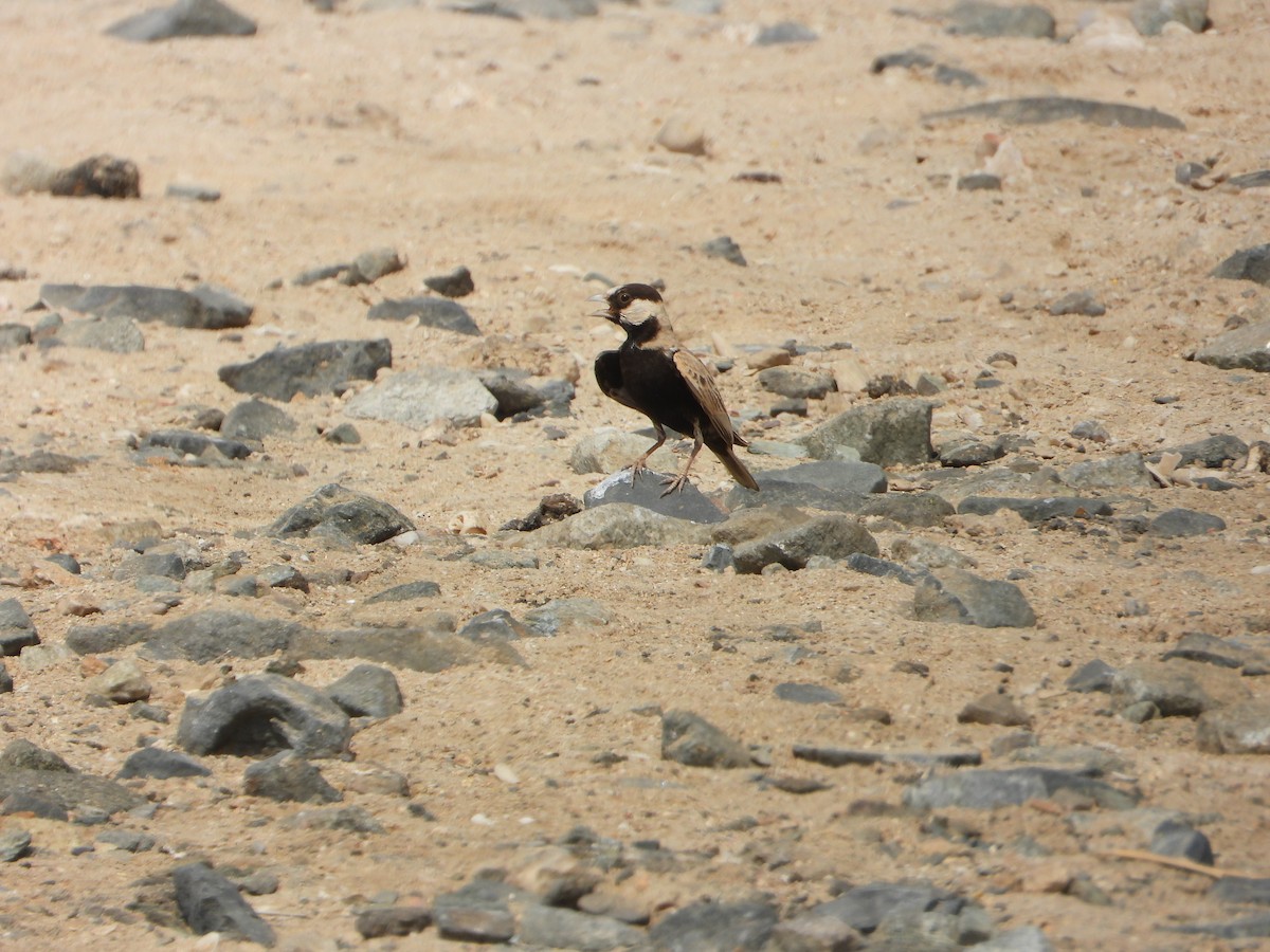 Black-crowned Sparrow-Lark - ML644472168