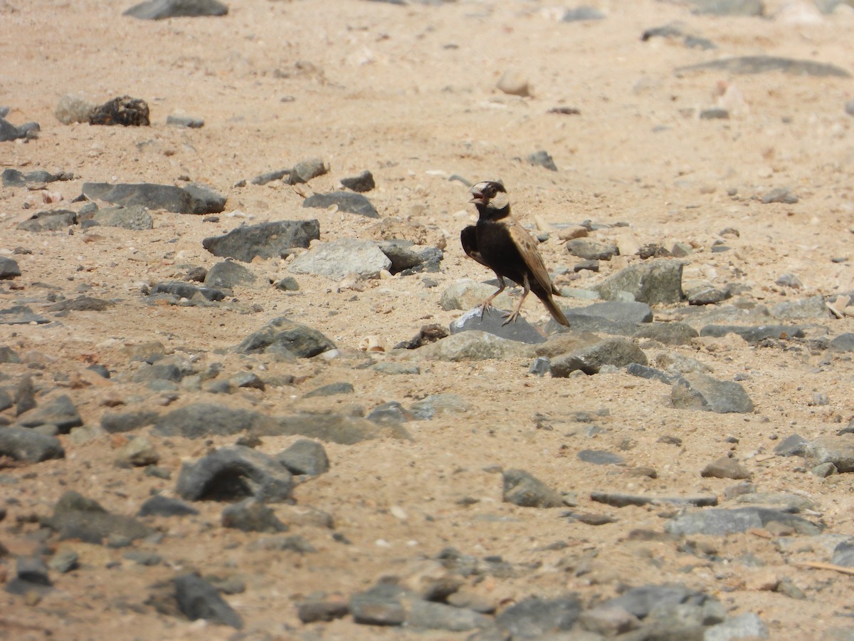Black-crowned Sparrow-Lark - ML644472169
