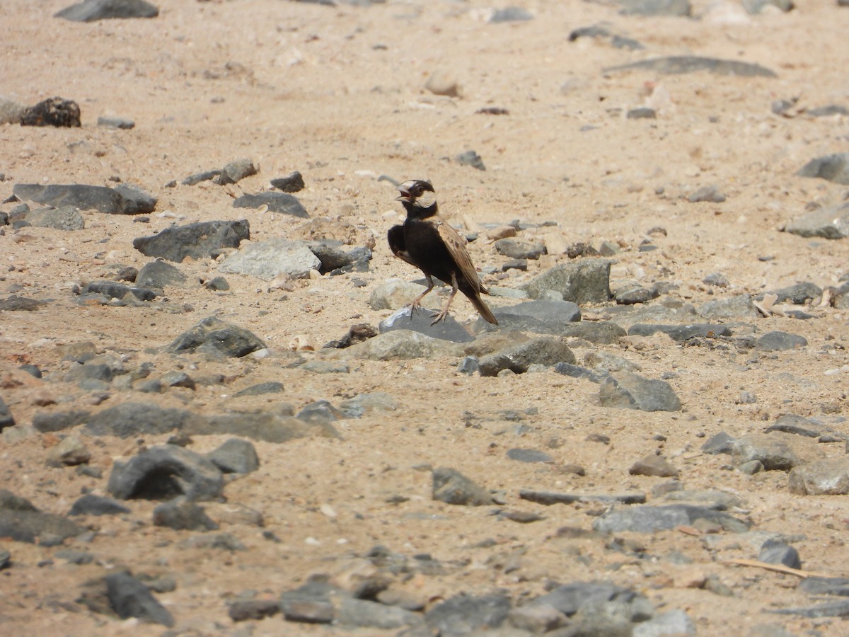 Black-crowned Sparrow-Lark - ML644472170