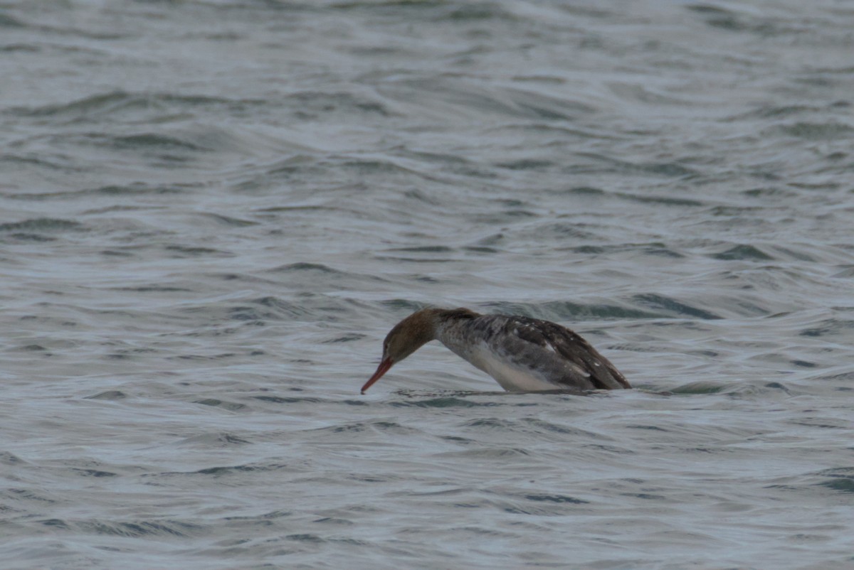 Red-breasted Merganser - ML644472171