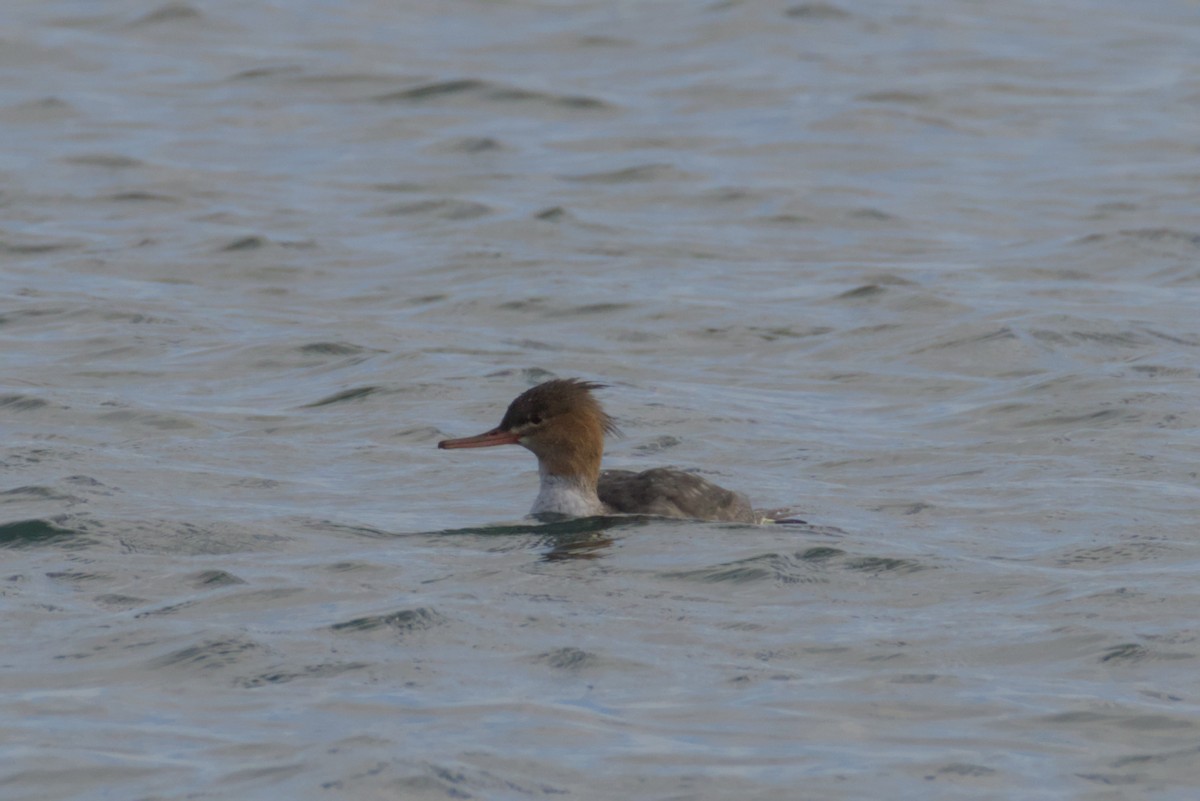 Red-breasted Merganser - ML644472172