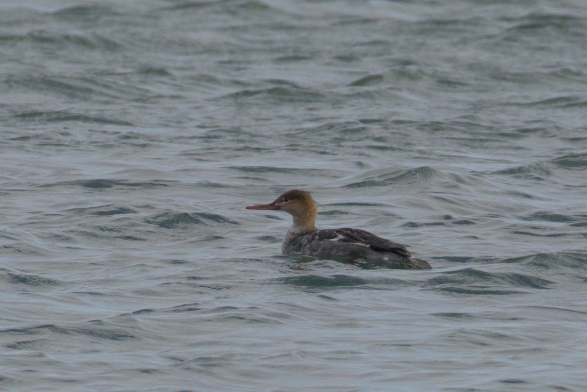 Red-breasted Merganser - ML644472173