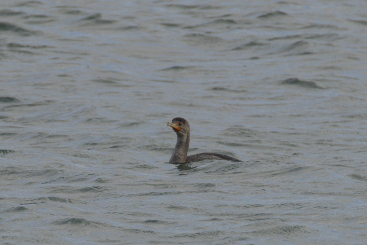 Double-crested Cormorant - ML644472174