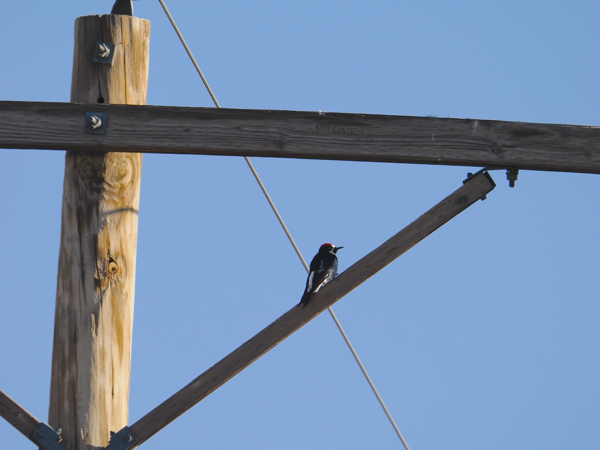 Acorn Woodpecker - ML644472191