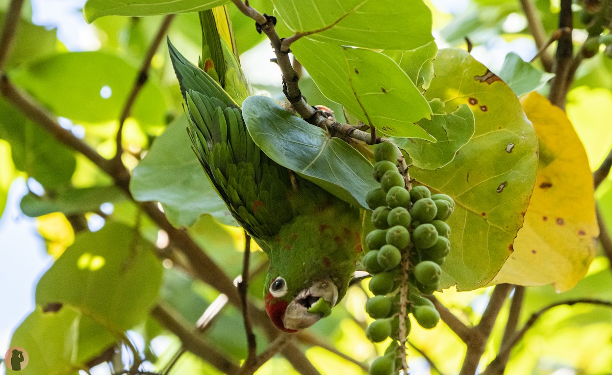 Psittacara sp. - ML644472196