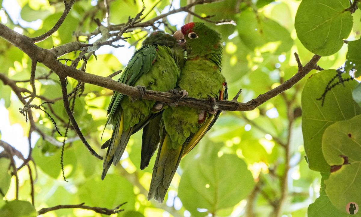 Psittacara sp. - ML644472198