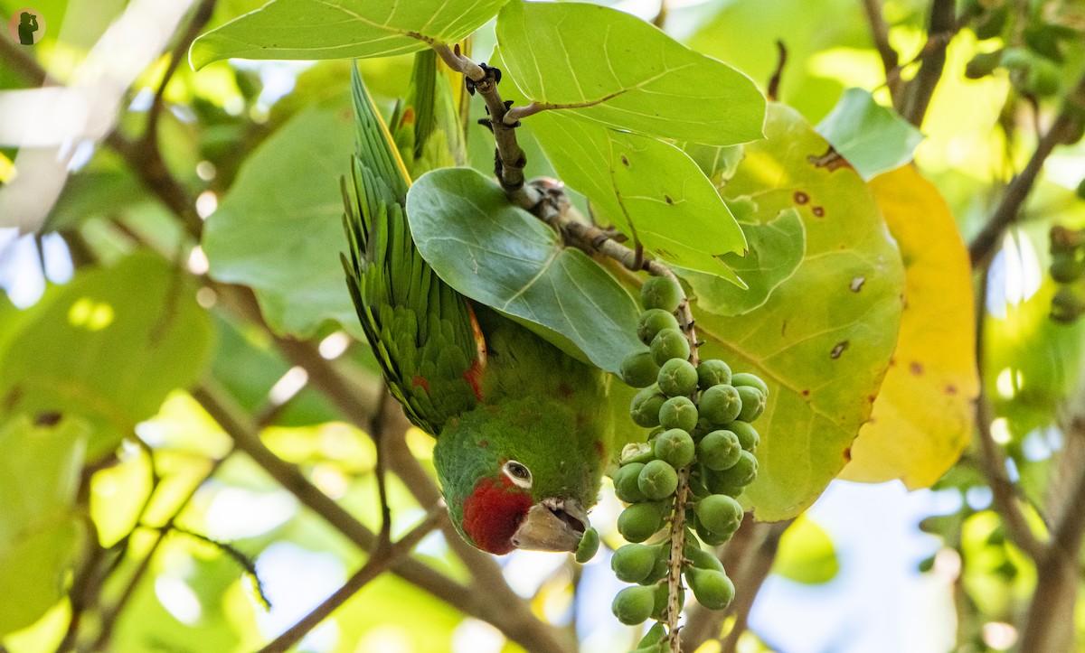 Psittacara sp. - ML644472199