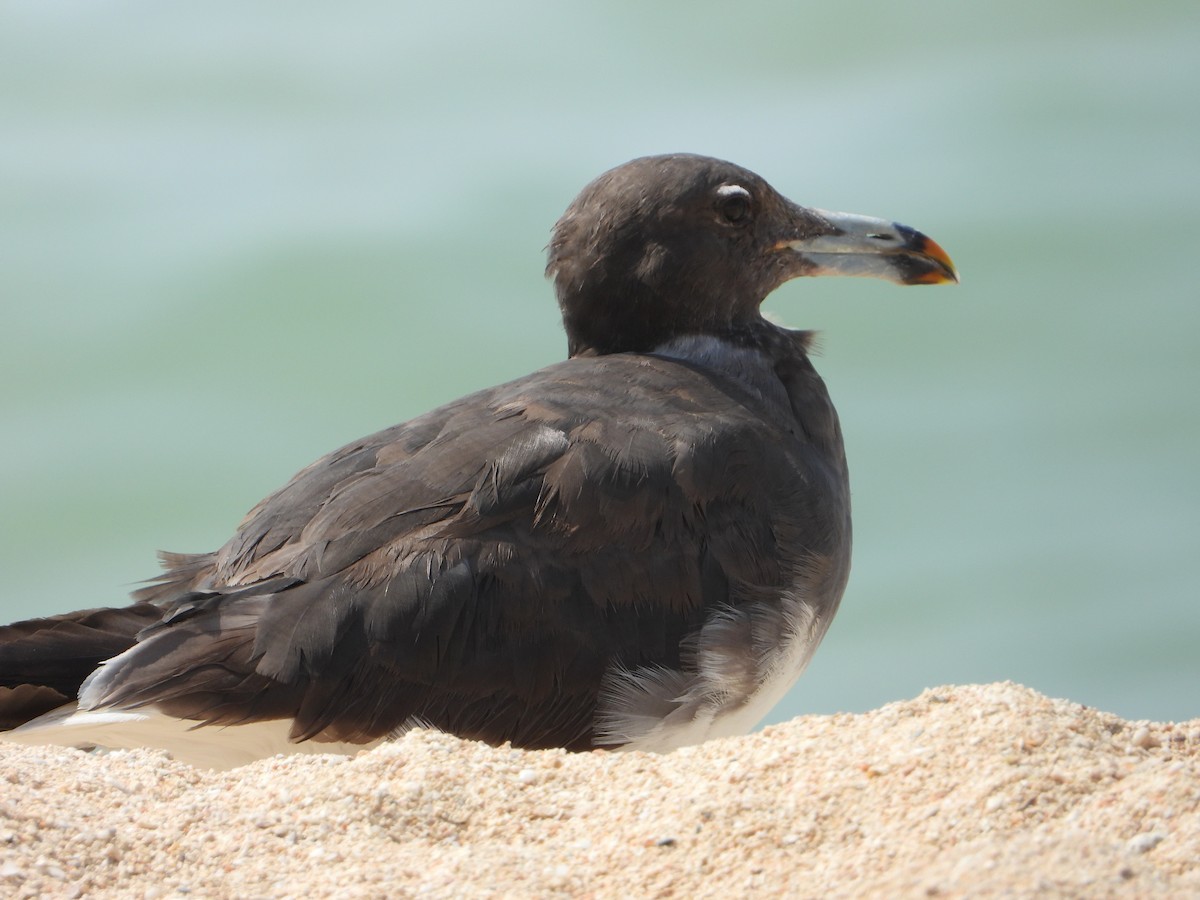 ススケカモメ - ML644472200