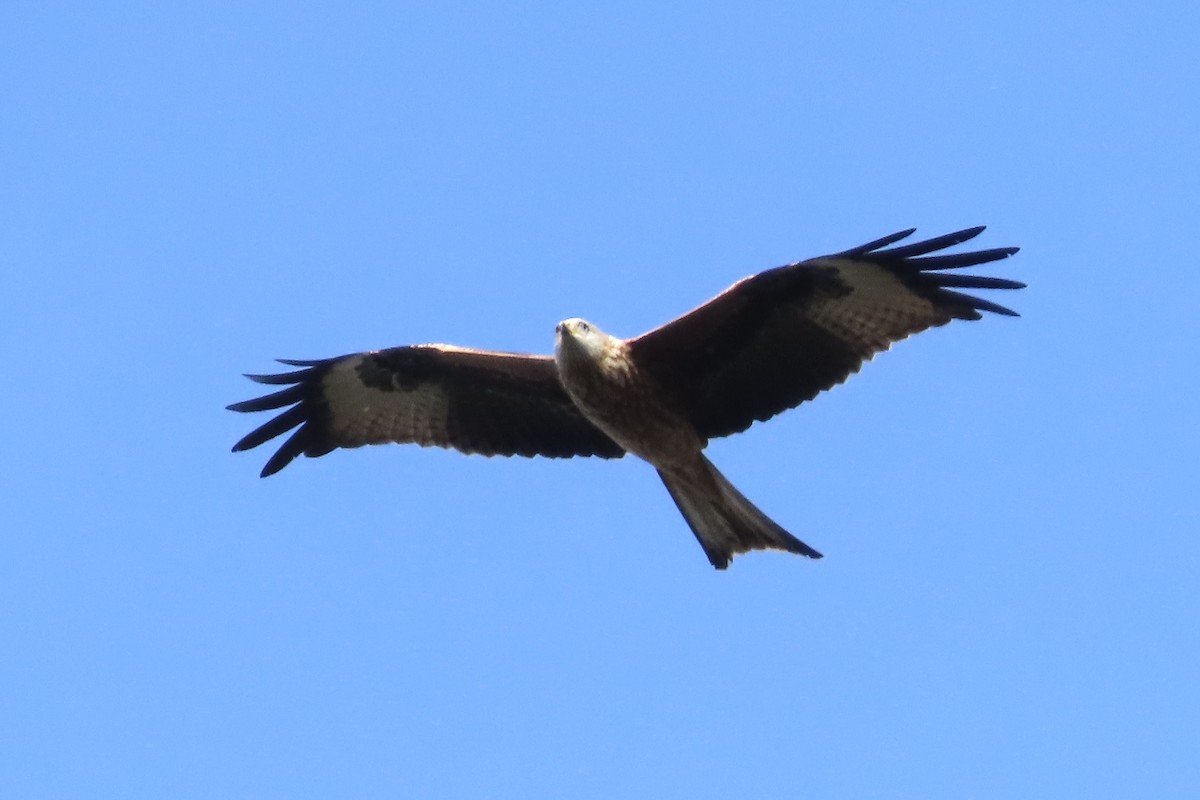 Red Kite - ML644472202