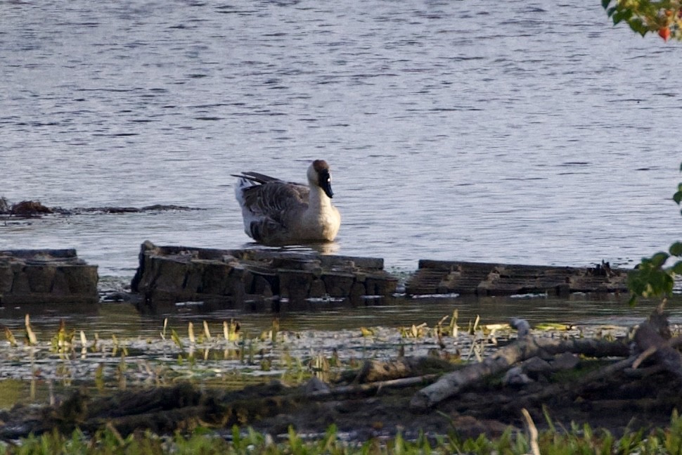 Çin Kazı (evcil tip) - ML644472205